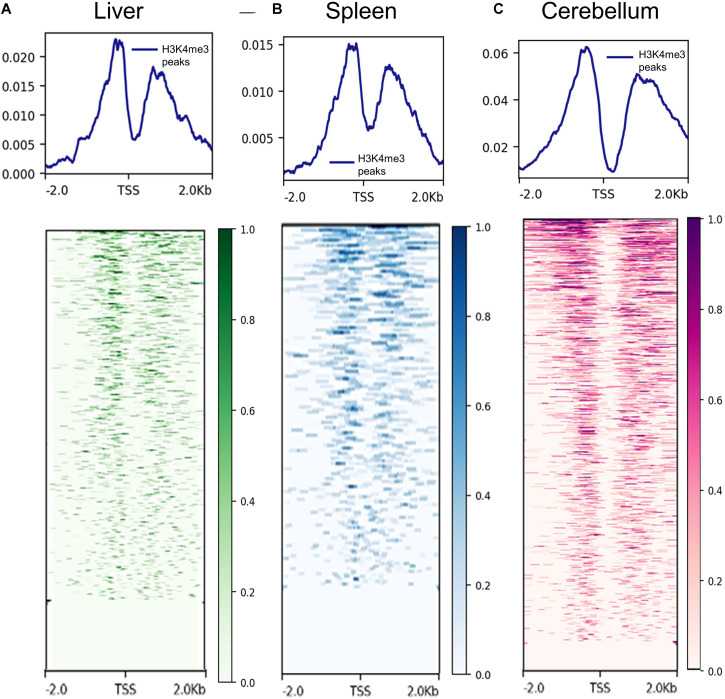 Figure 2. Data of H3K4me3 in different tissues detected by ChIP-seq. (Davenport, K. M, et al. 2021)