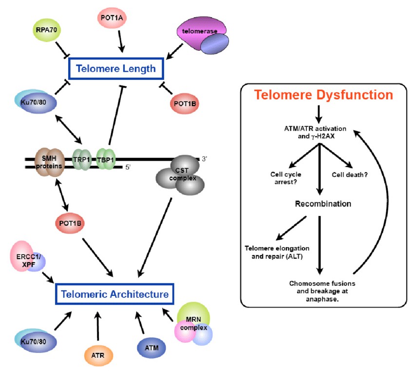 Overview of telomere dynamics in the plant Arabidopsis thaliana.