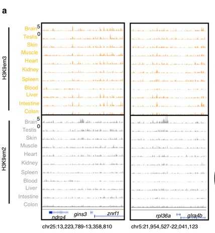Figure 1. H3K9me3 and H3K9me2 histone ChIP-seq signals in 11 zebrafish adult tissues. (Yang, H, et al. 2020)
