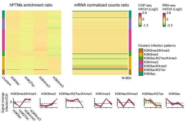 Figure 2. Analysis of histone ChIP-seq data. (Ruiz, J. L, et al. 2019)