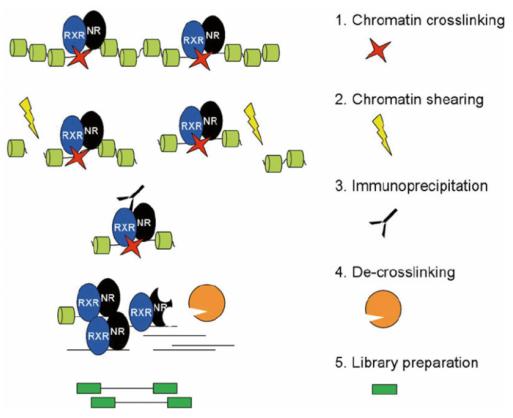 Figure 1. Diagram of the main steps of ChIP-Seq. (Dániel, Bence, et al. 2014)