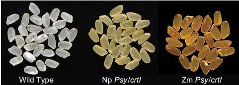 Fig.1. Improving the nutritional value of Golden Rice through increased pro-vitamin A content