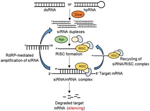 Fig.2. Schematic of RNAi-mediated gene silencing in eukaryotes