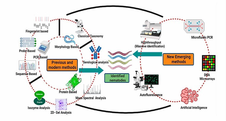 Different nematode identification techniques.