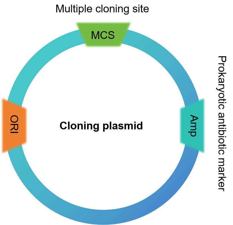 Cloning vector building service – Lifeasible