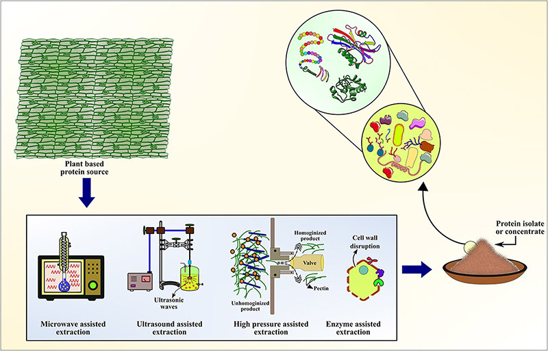 Advances in plant protein extraction.