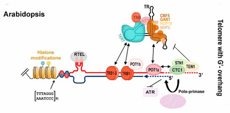 Comprehensive schematic of the Arabidopsis terminal telomere complex.