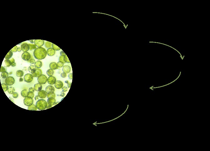 General steps for Physcomitrella patens transformation