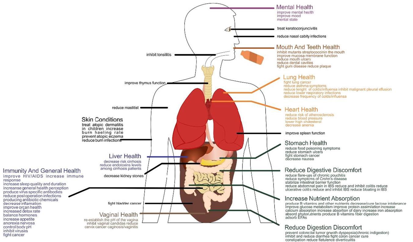 Beneficial effects of probiotic bacteria (Colombo et al., 2018). 