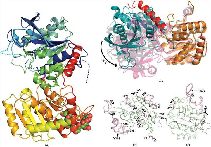 Figure 1. The structure of barley endosperm starch synthase. (Cuesta-Seijo, J. A, et al. 2013)