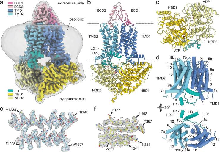 Figure 1. Cryo-electron micrograph of the inwardly open conformation of PDR5 (ADP-PDR5). (Harris, A, et al. 2021)