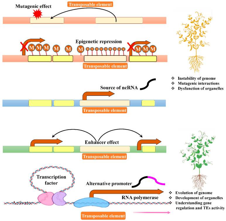 Figure 1. The major regulatory role of transposable factors in plants. (Ramakrishnan, M, et al. 2021)