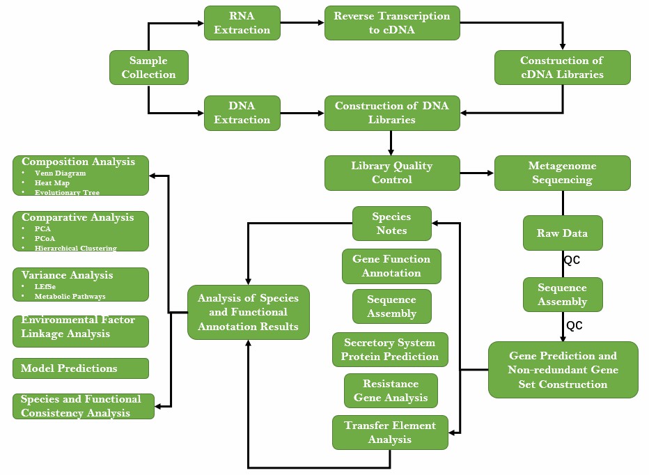 Our service process. - Lifeasible