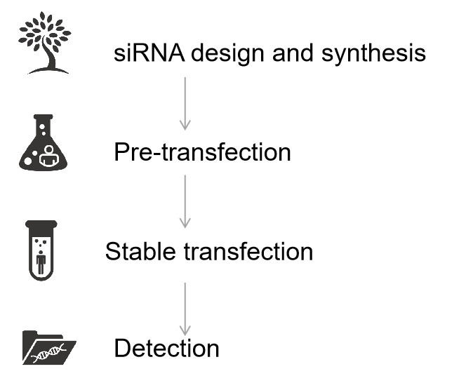 Our service workflow - Lifeasible