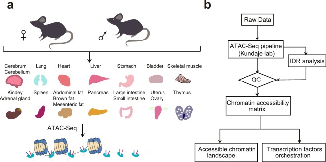 Figure 1. Workflow for performing ATAC-seq experiments on mice and data analysis. (Liu, C, et al. 2019)