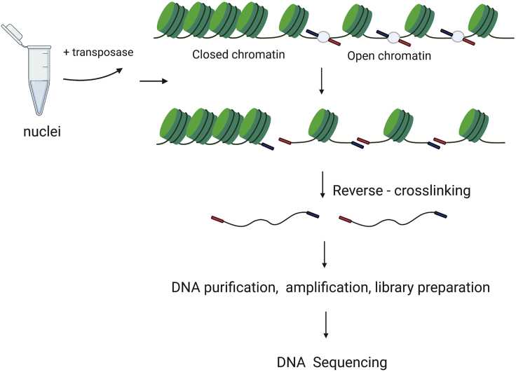 Figure 2. Schematic illustration of the ATAC-seq method. (Eremenko, E, et al. 2021)