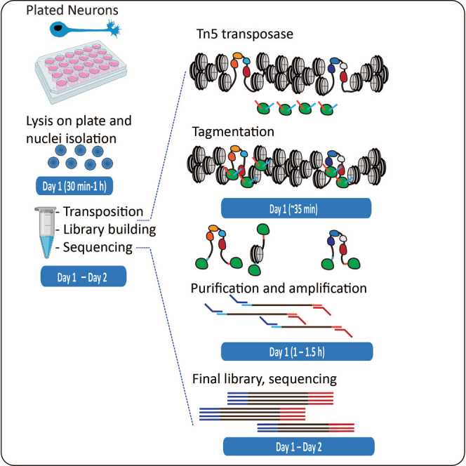 Figure 3. Process of using ATAC-seq to analyze active regulatory elements in primary mouse neurons. (Maor-Nof, M, et al. 2021)