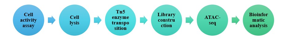 Technical route of rat ATAC-seq. - Lifeasible