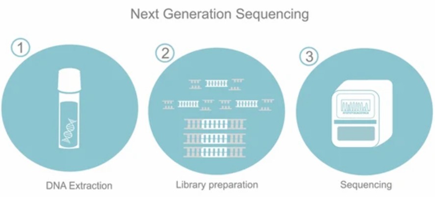 Schematic diagram of the NGS process.