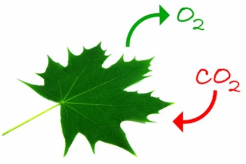 Optimization and Redesign of Carbon Metabolism