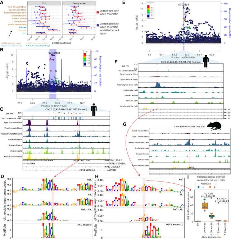 Figure 1. Cell type-specific ATAC-seq peaks and the cell types, regulatory elements, and SNPs were analyzed. (Orchard, P, et al. 2021)