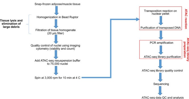 Figure 2. Flow chart of chromatin accessibility analysis of rat adipose and muscle tissue using ATAC-seq. (Nair, V. D, et al. 2022)