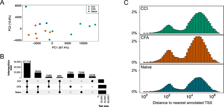 Figure 3. Chromatin accessibility in rat DRG. (Stephens, K. E, et al. 2021)