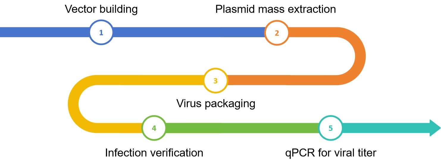 Adenovirus vector building service flow - Lifeasible