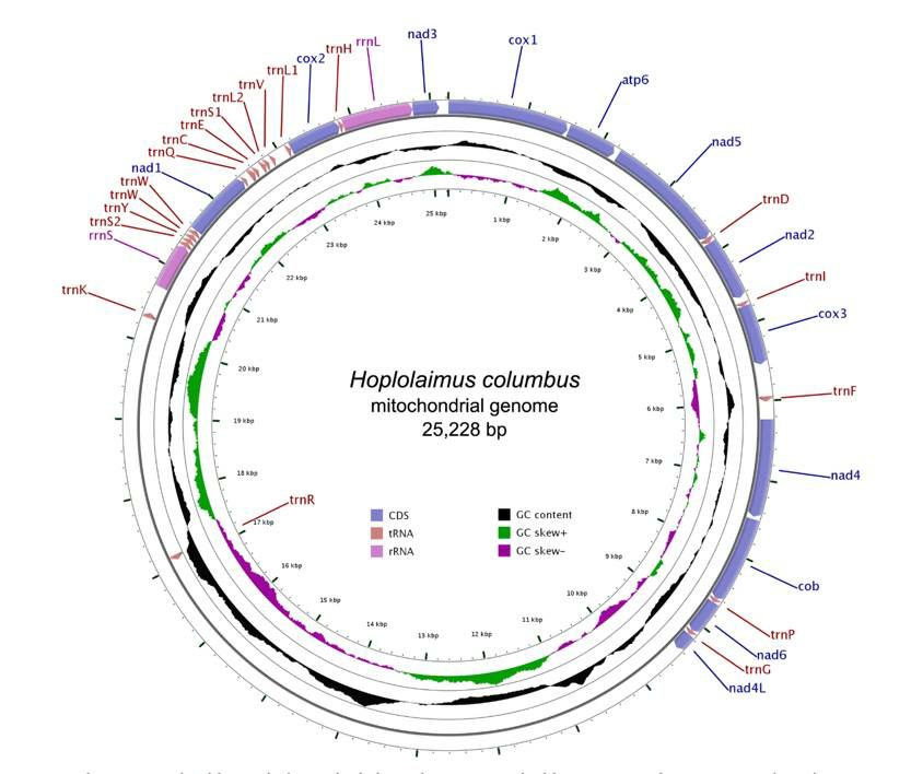 Circular genome map of Hoplolaimus columbus mitochondrial DNA.