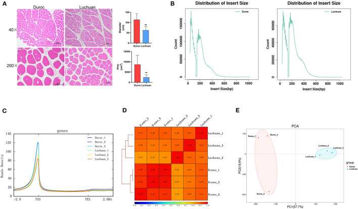 Figure 1. Data analysis after using ATAC-seq. (Miao, W, et al. 2021)