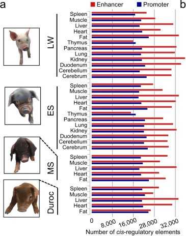 Figure 2. Cis-regulatory elements identified in different tissues of different breeds of pigs. (Zhao, Y, et al. 2021)