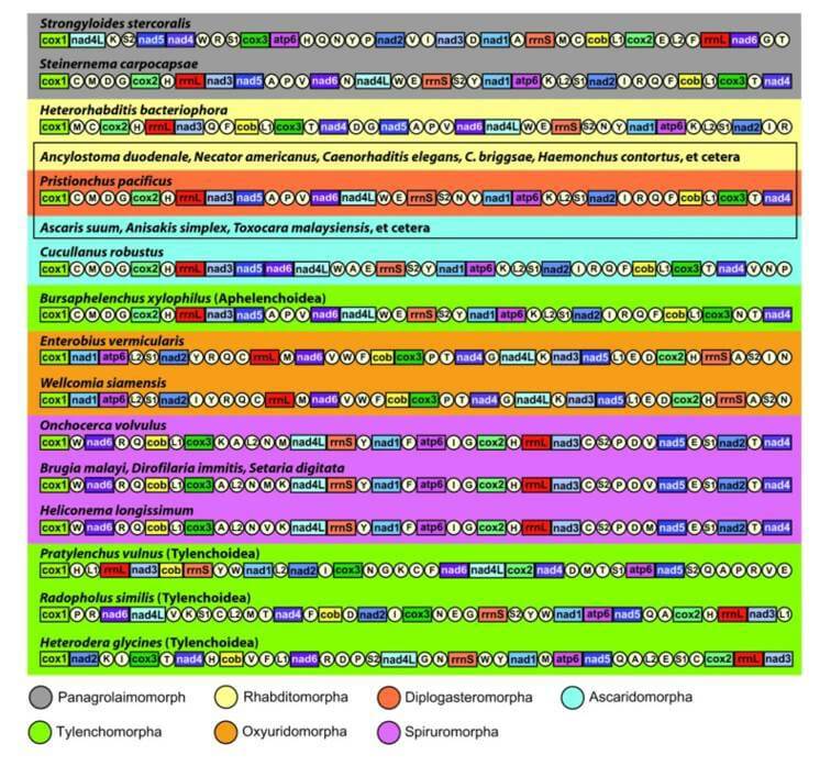 Linear representation of mitochondrial gene arrangement in plant nematodes.