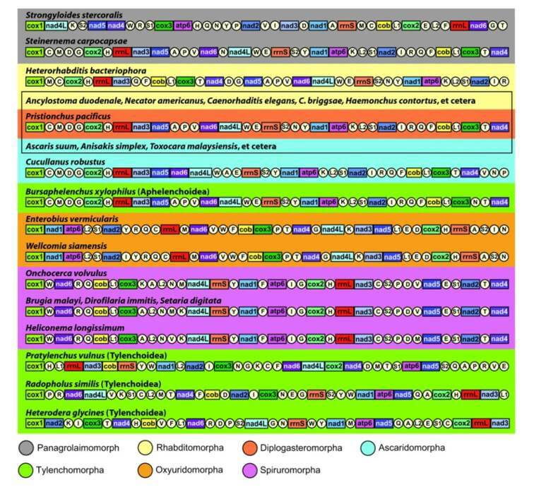 Linear representation of mitochondrial gene arrangement in plant nematodes.
