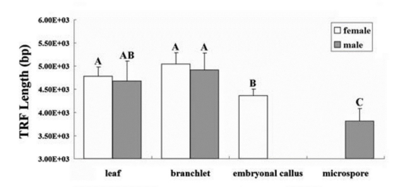 Telomeric restriction fragment lengths in different tissues of different ages.