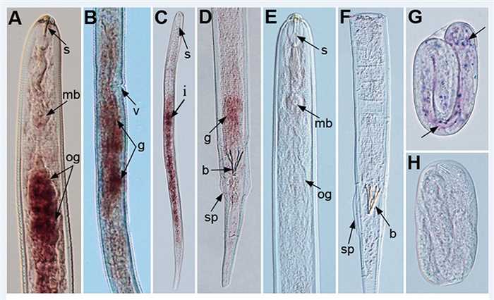 Tissue localization of Rs-crt mRNA via in situ hybridization.