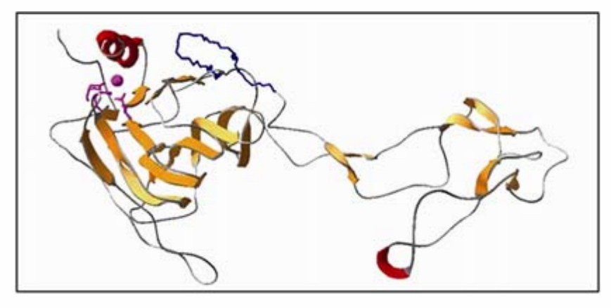 Predicted three-dimensional structure of Mi-CRT and location of the Mi-CRT-specific peptide.