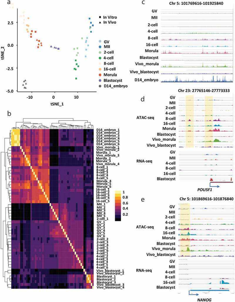 Figure 3. Accessible chromatin landscape in bovine oocytes and early embryos as analyzed by ATAC-seq. (Ming, H, et al. 2021)