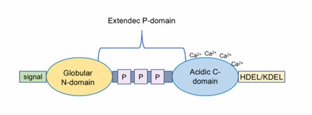 Structure of calreticulin.