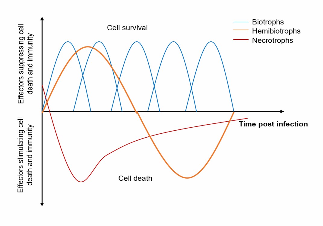 Waves of effector expression over time and pathogen type.