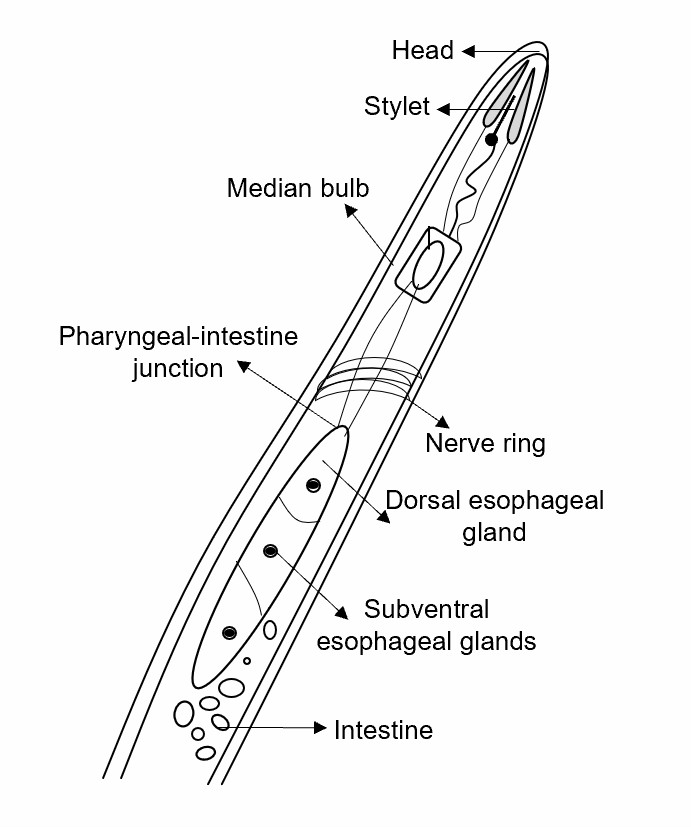 Expression patterns of MgGPP in plant nematodes.