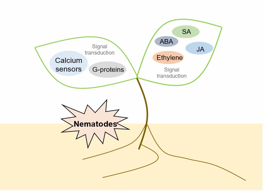 Plant hormone signaling crosstalk in response of nematodes.