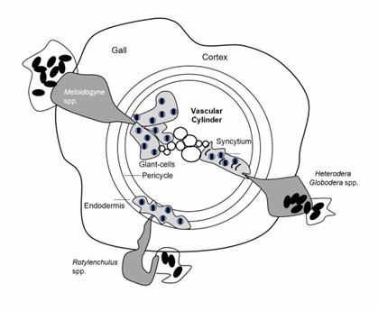 Feeding cells formed by sedentary plant nematodes.