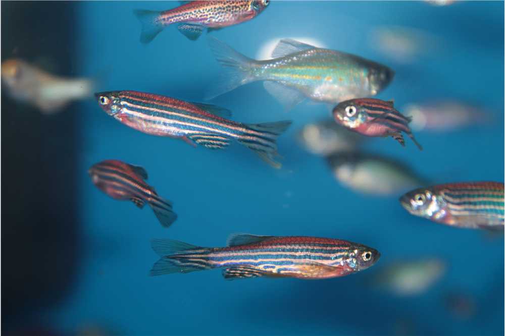 Fish ATAC-seq