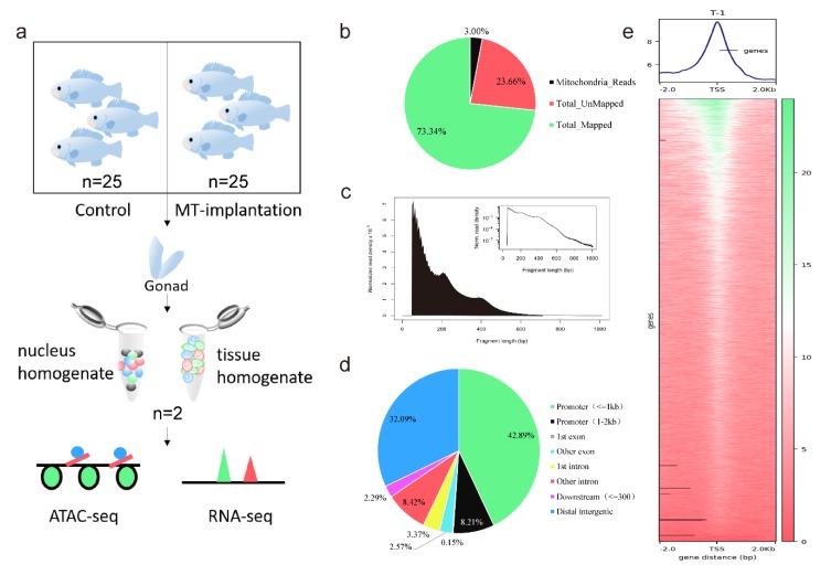 Figure 1. Overview of ATAC-seq detection of orange-spotted groupers. (Wu, X, et al. 2020)