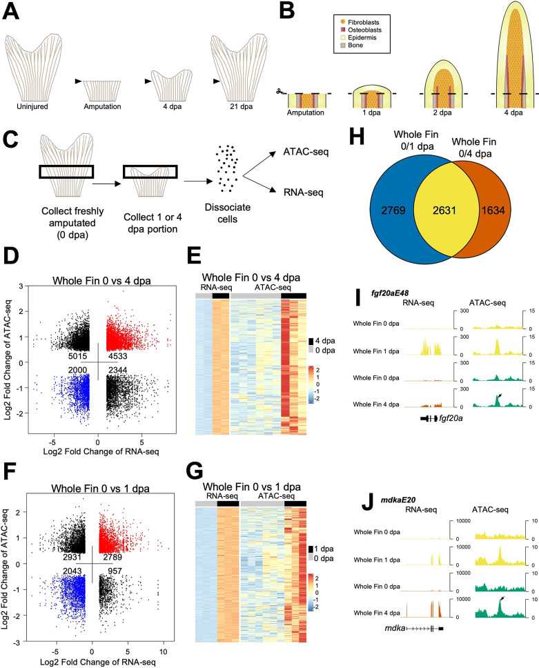 Figure 2. Chromatin accessibility profiling of regenerating zebrafish fins. (Thompson, J. D, et al. 2020)