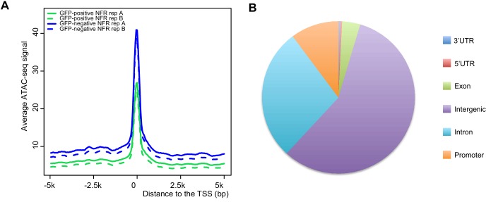 Figure 3. Annotation of the ATAC-seq peak relative to the transcription start site. (Liu, H, et al. 2020)