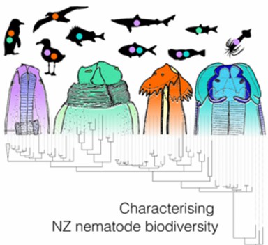 Characterizing of New Zealand's nematode biodiversity.