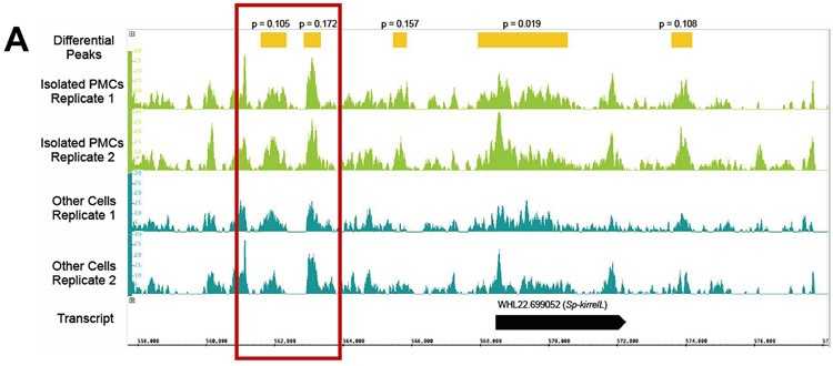 Figure 1. Differential analysis of ATAC-seq peaks. (Shashikant, T.; Ettensohn, C. A. 2019)