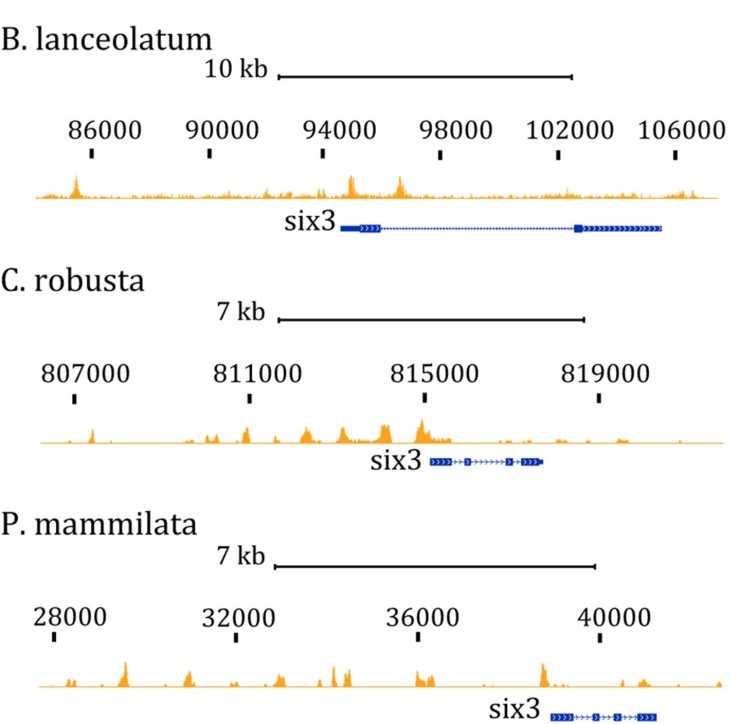 Figure 2. ATAC-seq tracks in the six3 region from chordates embryos at late gastrula stage. (Magri, M, et al. 2020)