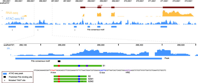 Figure 3. Potential transcription factors binding sites identified by ATAC-seq peak. (Xu, F, et al. 2021)